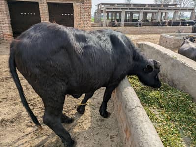 buffalo for sale  mash Allah 