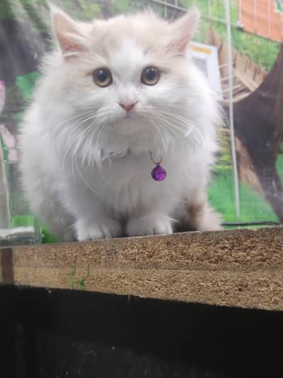 Punch Face Kitten for Sale