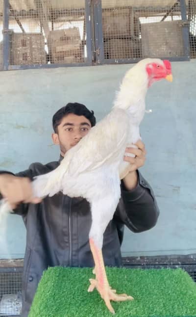 German shamo unique quality male quality full size