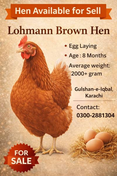 Lohmann Brown Female & Breeder Male & Brown Eggs