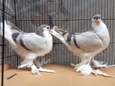 imported bloodline Lahoree