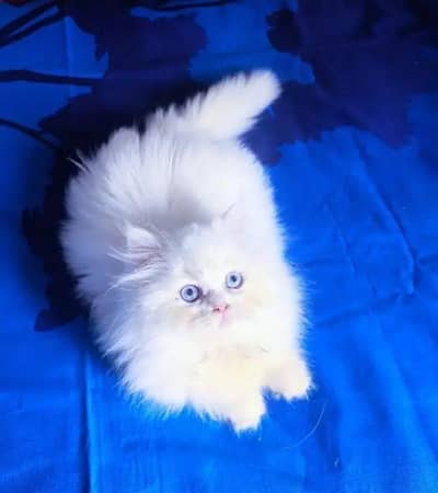persian cat my WhatsApp number 03263875929