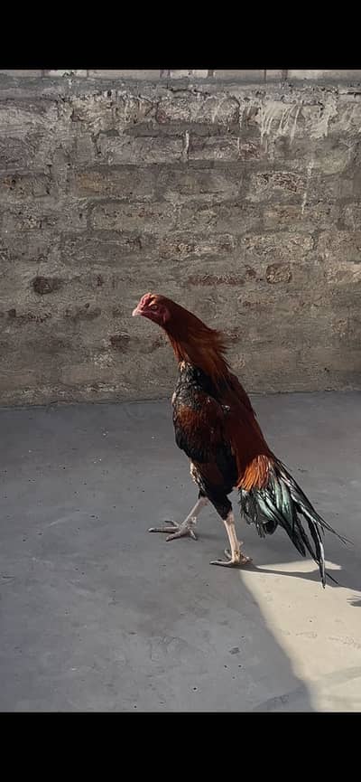 Aseel for sale urgent