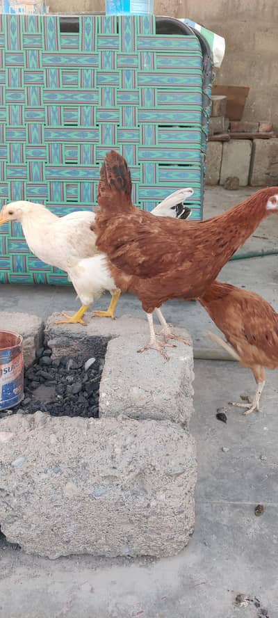 Desi Murghi (Hens)
