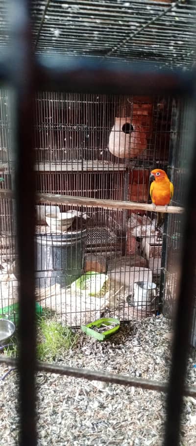 sunconor male with DNA