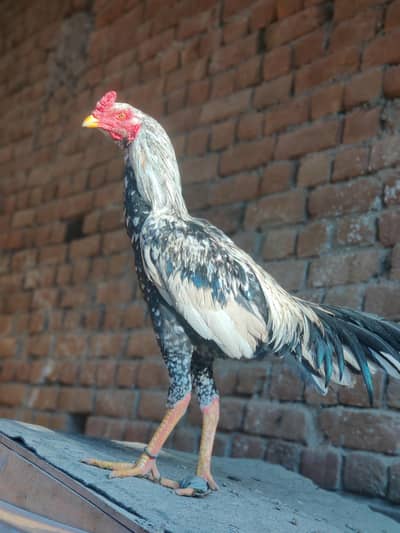 aseel jawa home pread