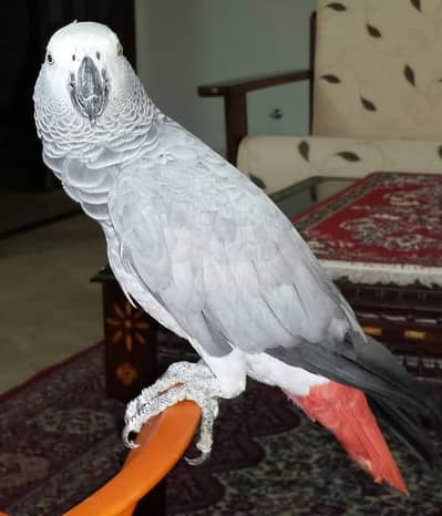 African grey parrot call 03069661938