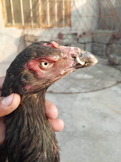 Quality Aseel Female Read add