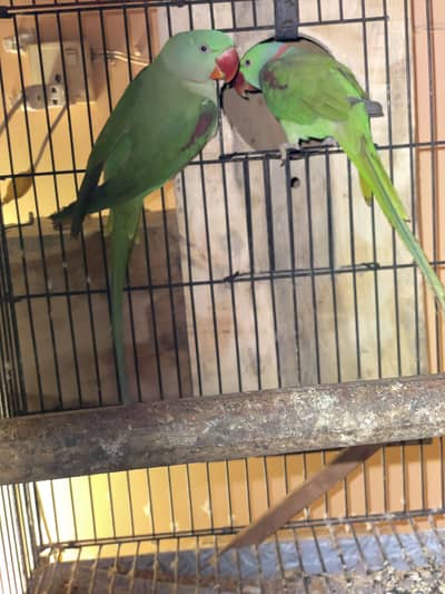 Raw parrot (pahari) breeder pair.