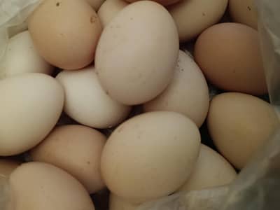 fresh fertile desi eggs