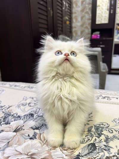 Persian male kittens