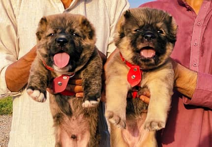 Turkish kangal | Turkish kangal puppies pair | kangal dog | Kangal