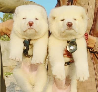 Alabai | King alabai | Central Asian Shepherd | puppies pair | dog