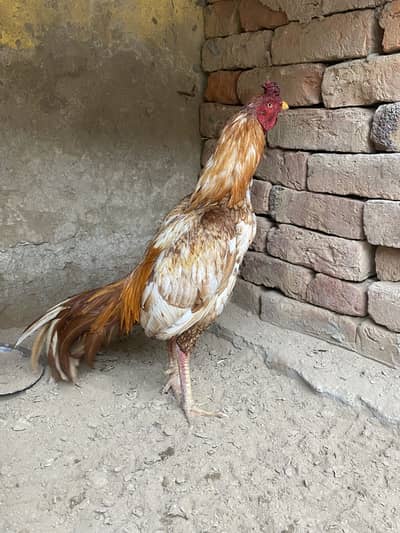 Aseel top quality male available . . price almost final