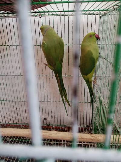 Ringnack Parrot | Raw | parrot | Green Parrot | talking | Parrot