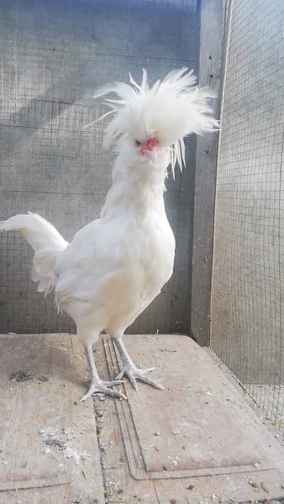 Polish Male For Sale