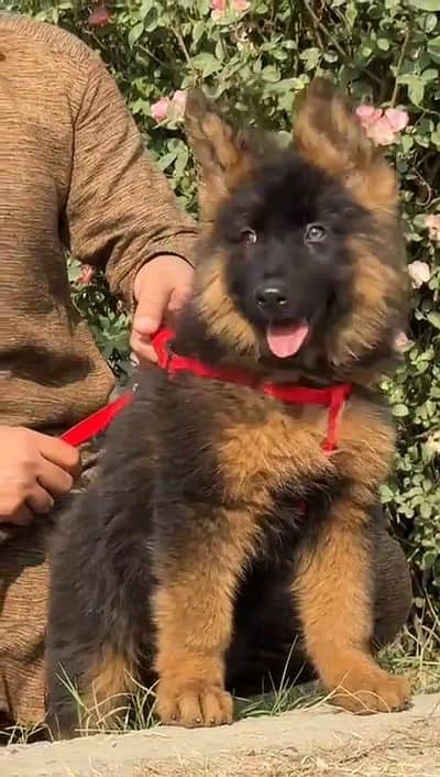 German shepherd puppies  double cot my WhatsApp number 0340729094o