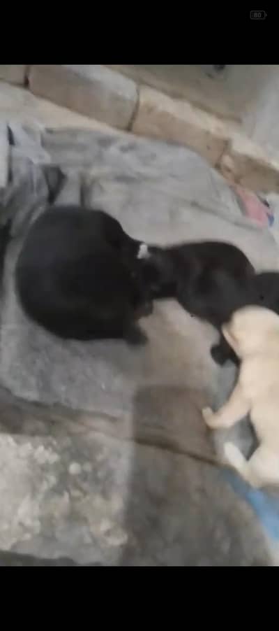 Labrador puppy for sale