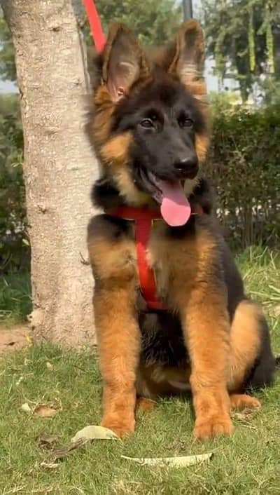 German shepherd puppies  double cot my WhatsApp number 0340729094o