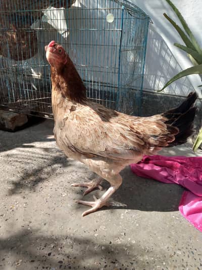 health full and active