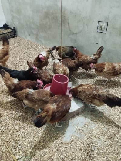 dasi morgi . egg day Rey h.