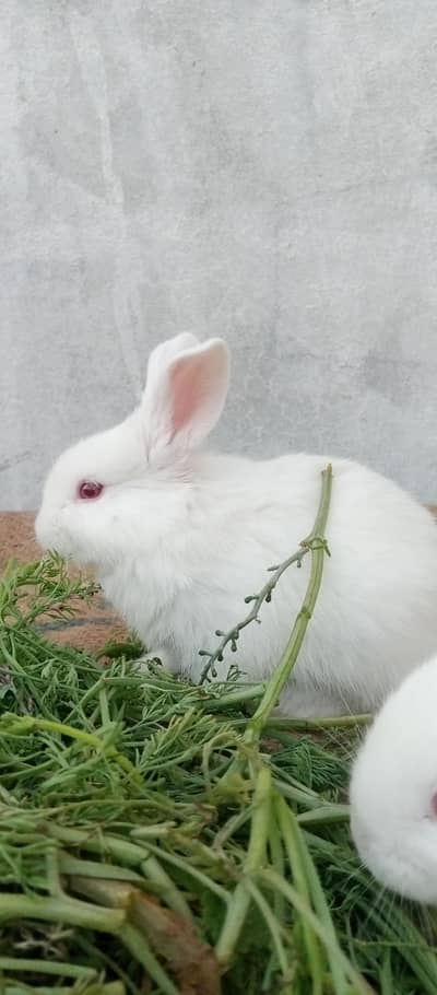 Newsland White Bunnies