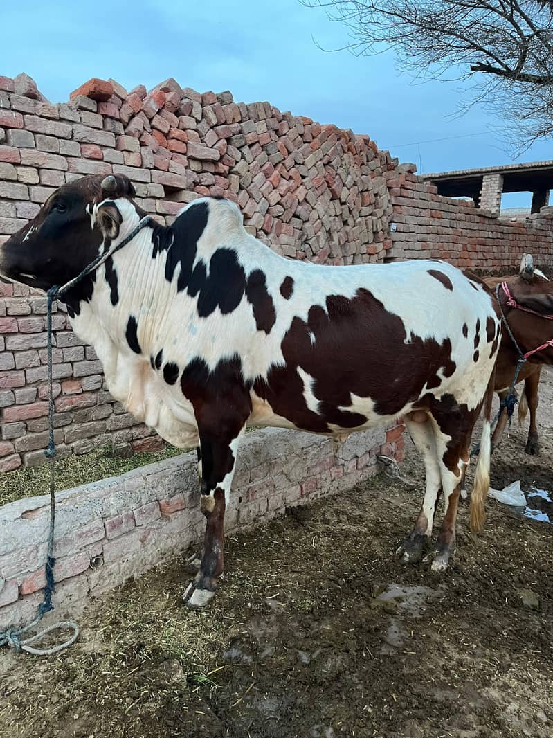 ماشاءاللہ خالص گھریلو پالا ہوا صحت مند بچھڑا برائے فروخت 0