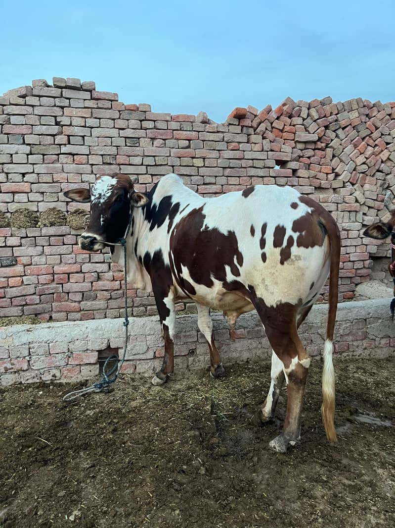 ماشاءاللہ خالص گھریلو پالا ہوا صحت مند بچھڑا برائے فروخت 1