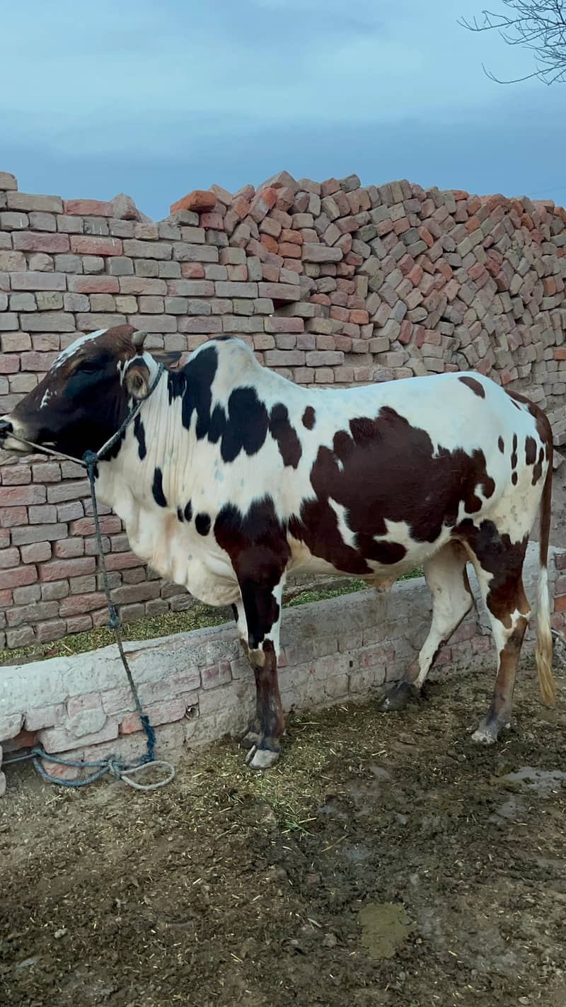 ماشاءاللہ خالص گھریلو پالا ہوا صحت مند بچھڑا برائے فروخت 2