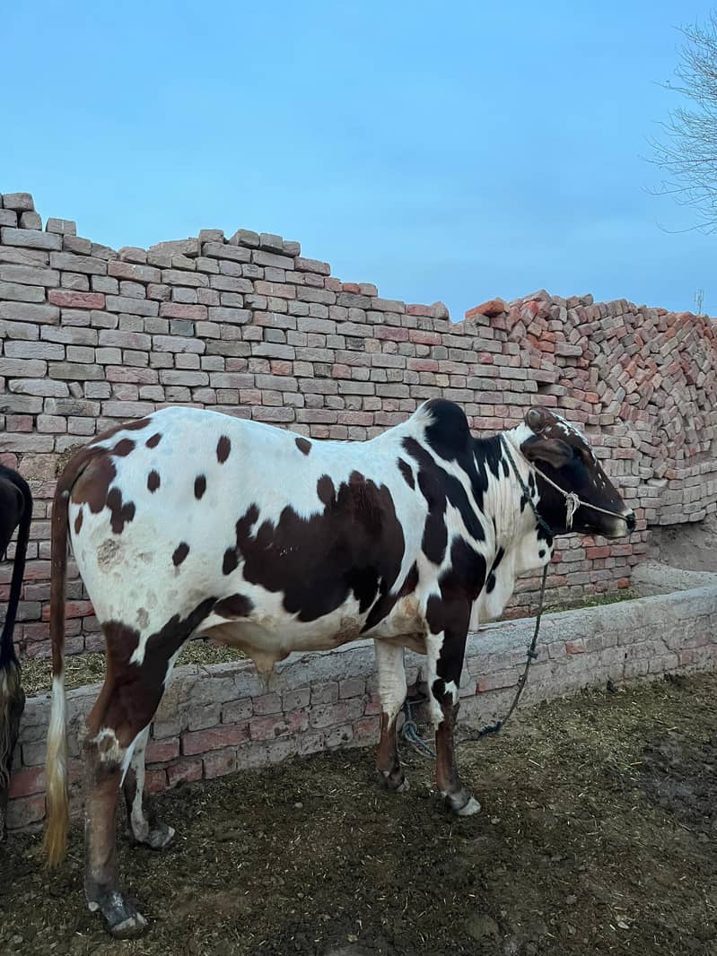 ماشاءاللہ خالص گھریلو پالا ہوا صحت مند بچھڑا برائے فروخت 3