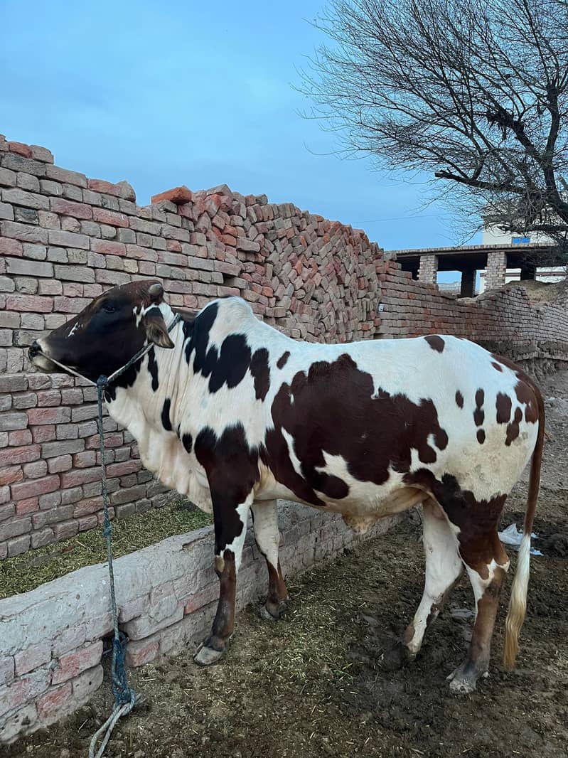 ماشاءاللہ خالص گھریلو پالا ہوا صحت مند بچھڑا برائے فروخت 4