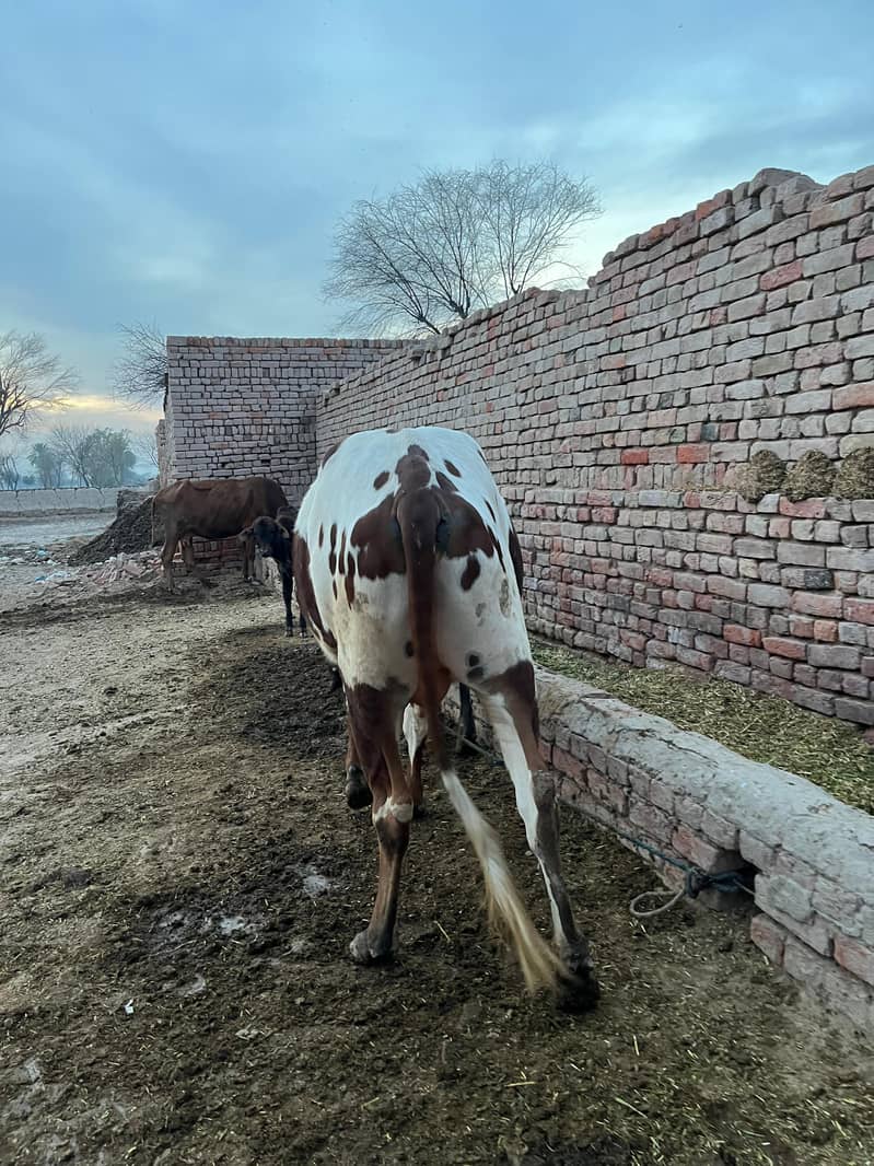 ماشاءاللہ خالص گھریلو پالا ہوا صحت مند بچھڑا برائے فروخت 5