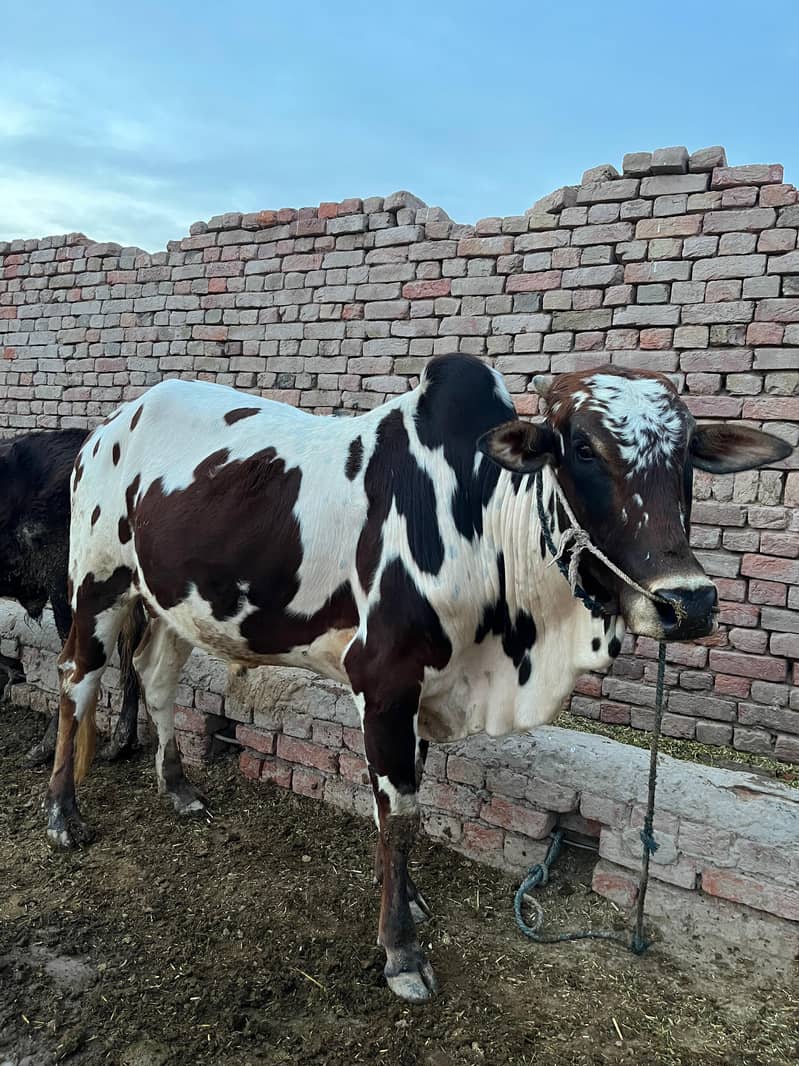 ماشاءاللہ خالص گھریلو پالا ہوا صحت مند بچھڑا برائے فروخت 6