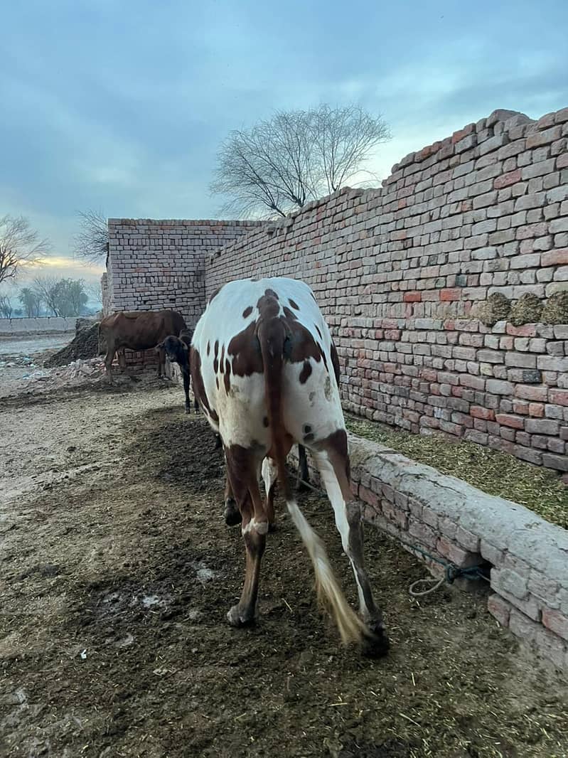 ماشاءاللہ خالص گھریلو پالا ہوا صحت مند بچھڑا برائے فروخت 7