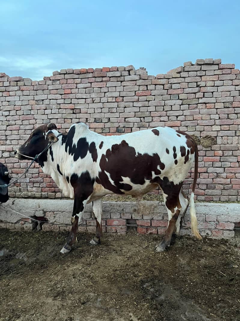 ماشاءاللہ خالص گھریلو پالا ہوا صحت مند بچھڑا برائے فروخت 8