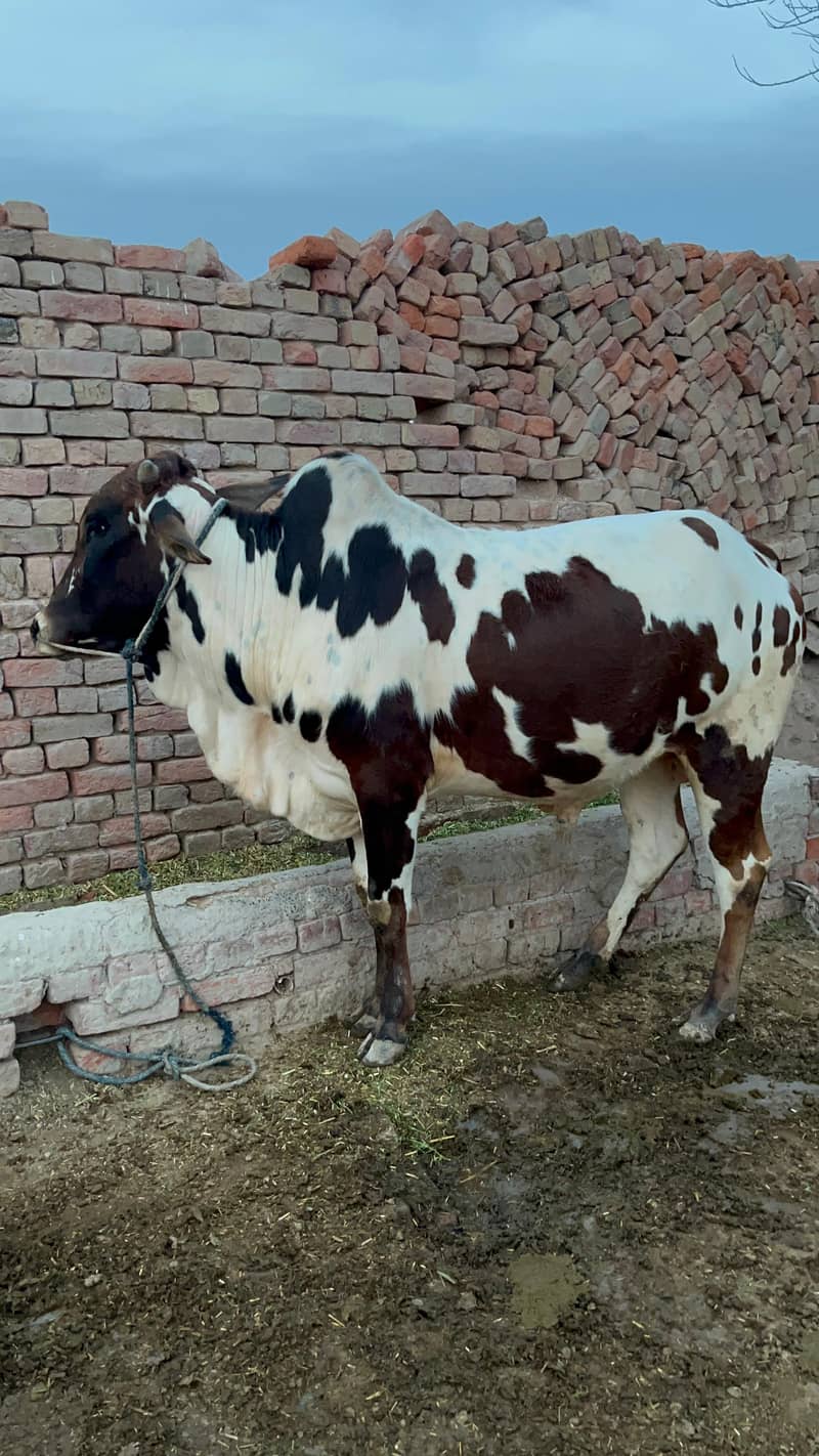 ماشاءاللہ خالص گھریلو پالا ہوا صحت مند بچھڑا برائے فروخت 9