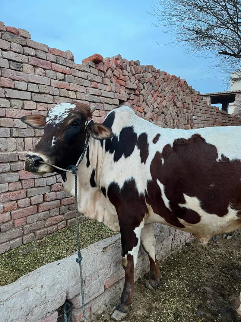 ماشاءاللہ خالص گھریلو پالا ہوا صحت مند بچھڑا برائے فروخت 10