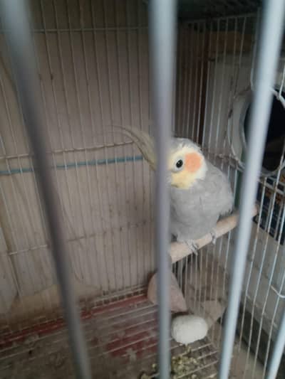 cocktail male price 1900