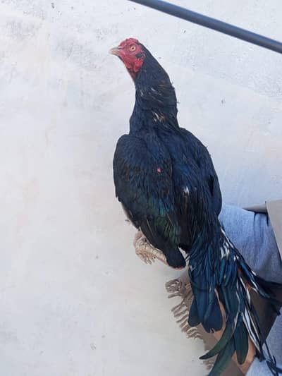 0317.968. 2115 number pa message kro achey quality wali chez ha