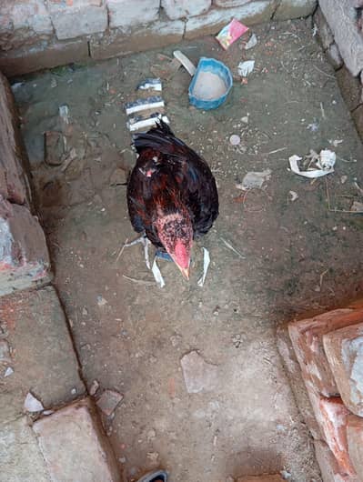 High quality Thai cross patha