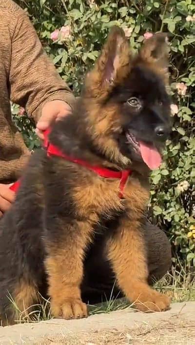 German shepherd puppies  double cot my WhatsApp number 0340729094o