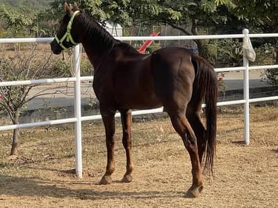Pure Arabian Horse Ghora | Imported Stallion horse | breeder ghora