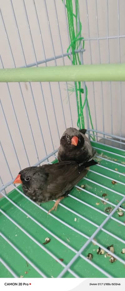 3b Finch pair