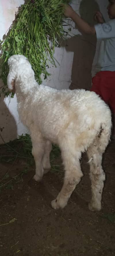 Dumba kid Age 3 months