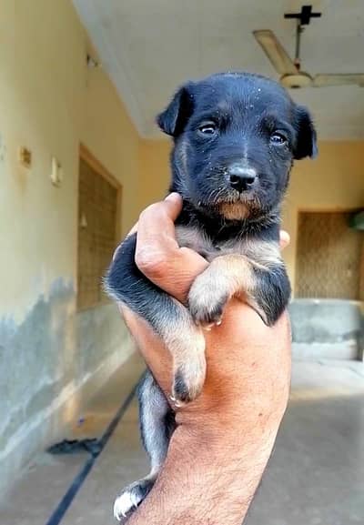 German shepherd female pup