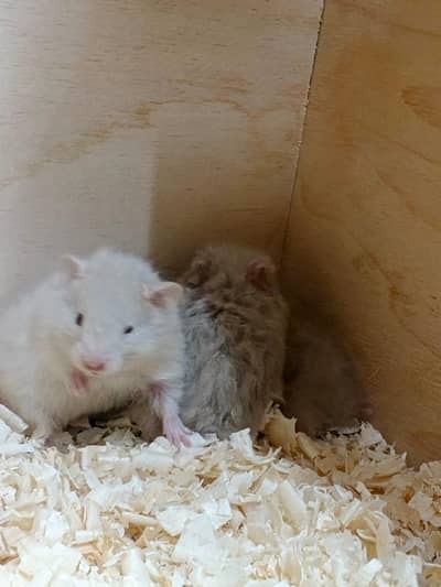 hamster and hamster house