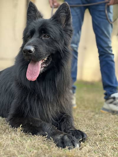 FCI Pedigree German shepherd male available for stud only
