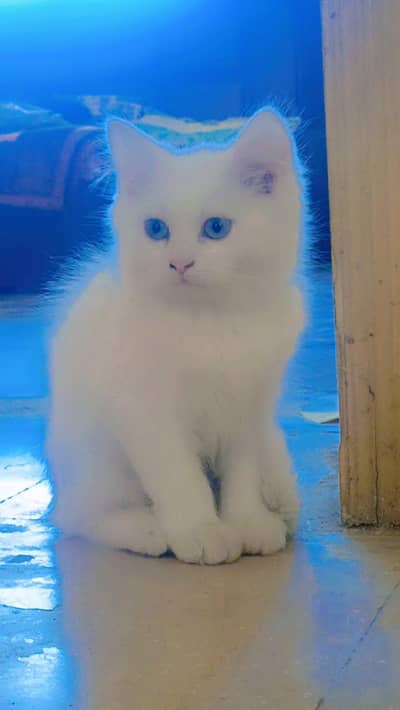 triple coat blue eyes