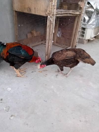 aseel hens for sale