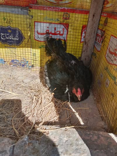 Aseel Kruk/Kurk Mianwali Hen